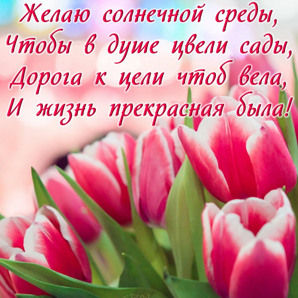 Тюльпаны фон