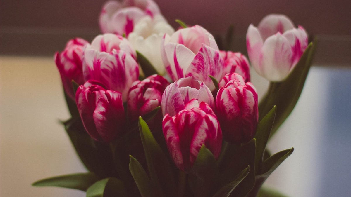 Тюльпан Реджойс