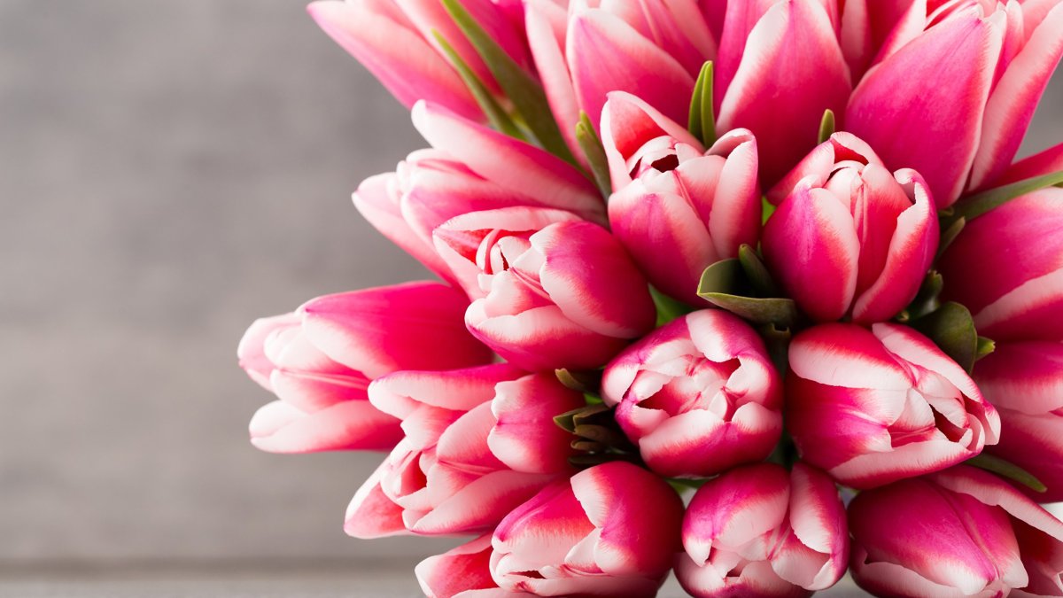 Белые и розовые тюльпаны