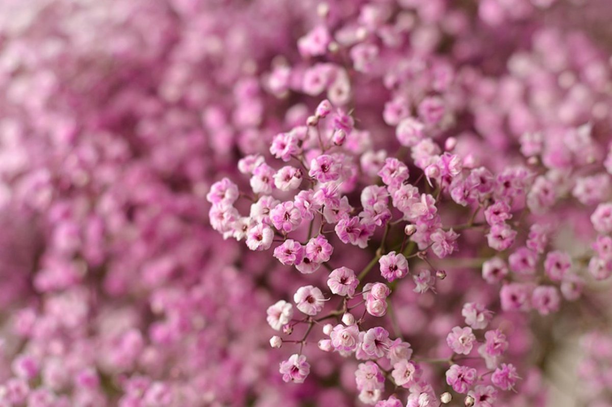 Гипсофила розовая