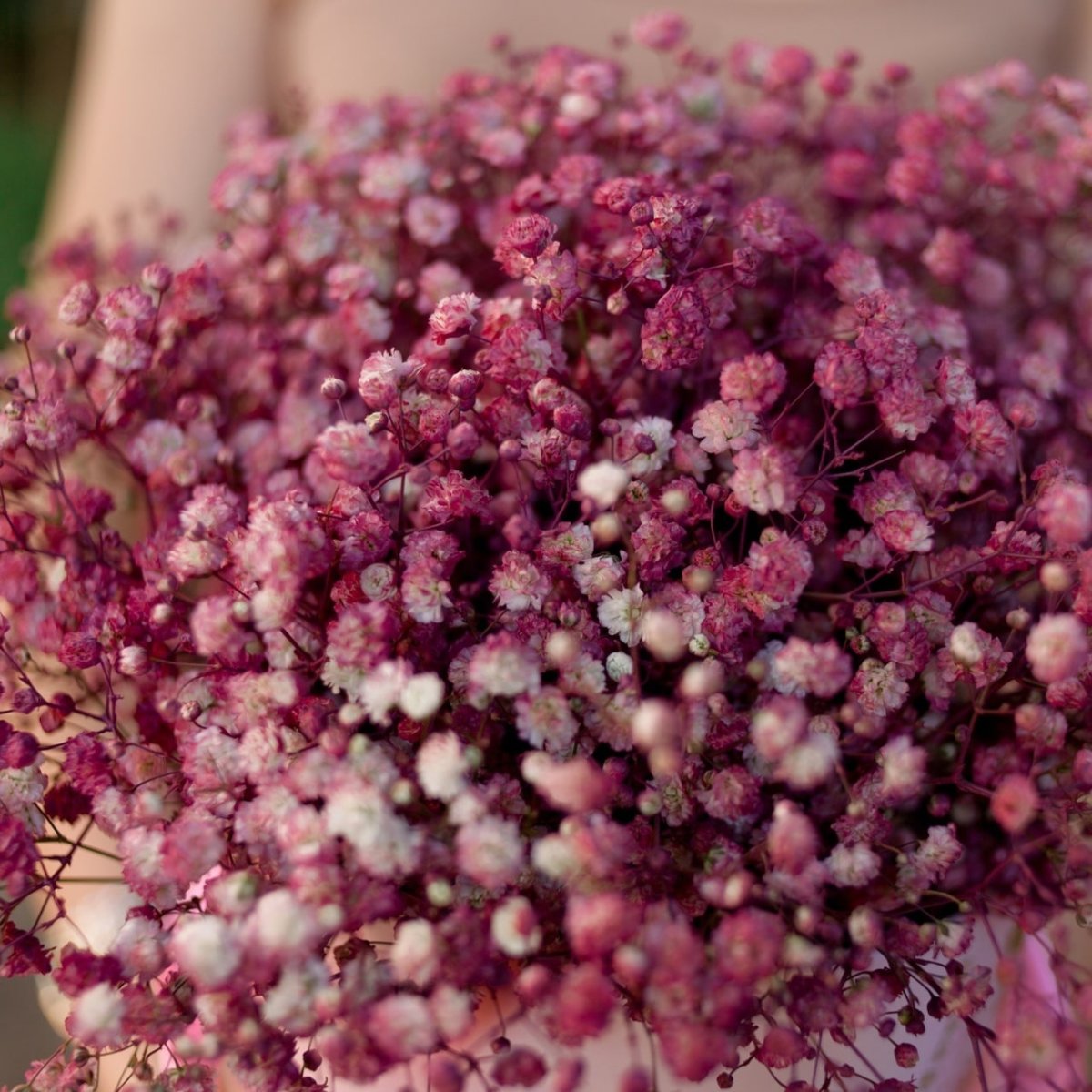 Пурпурная гипсофила