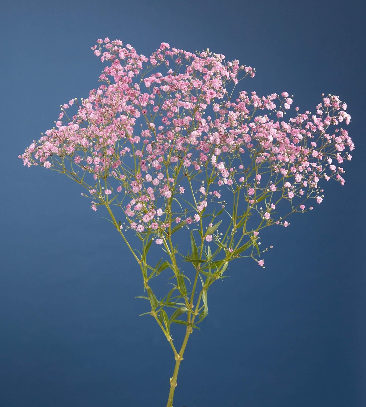 Гипсофила метельчатая саммер Спарклз