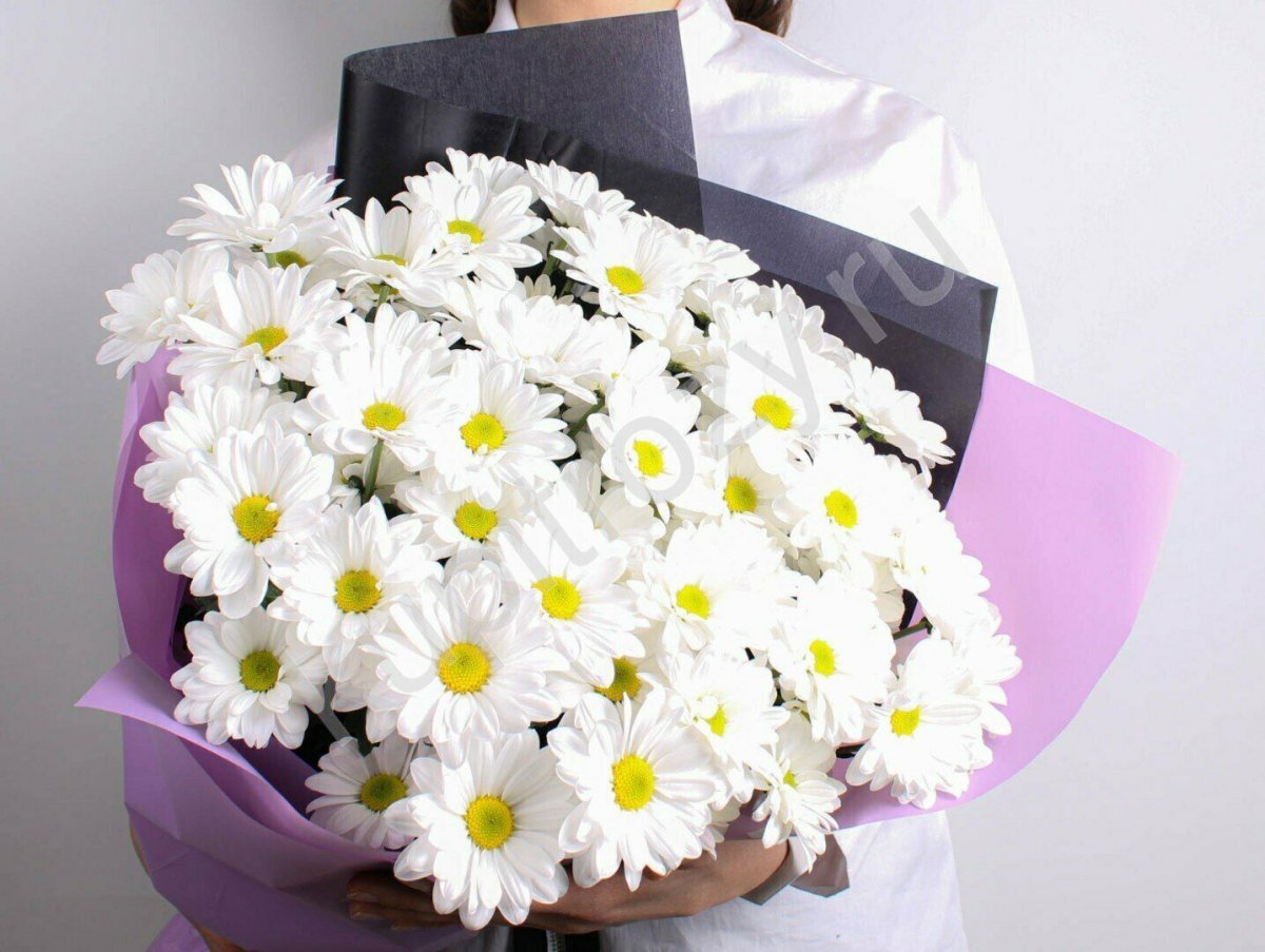 Хризантема кустовая Ромашковая