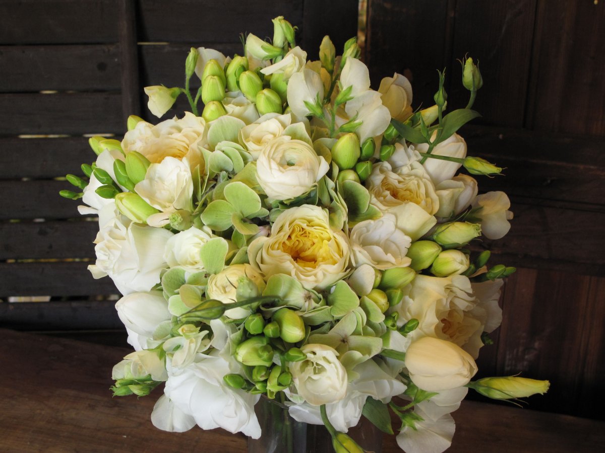 Диантус голубой Молли