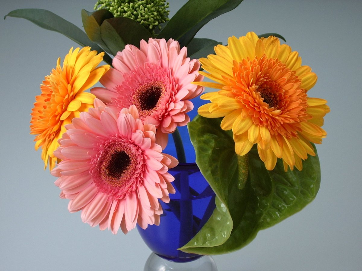 С днём рождения герберы