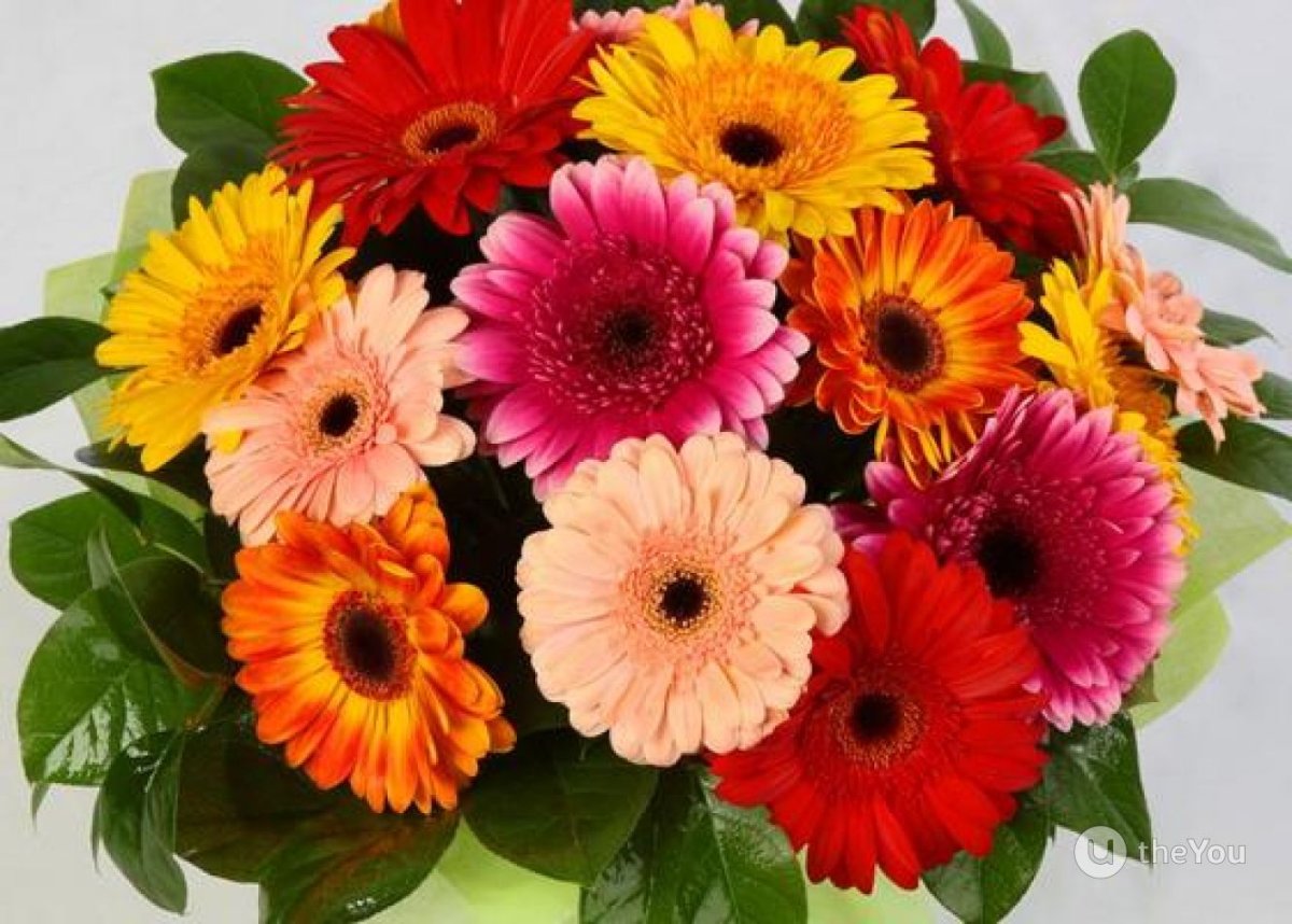 Красивые герберы с днем рождения