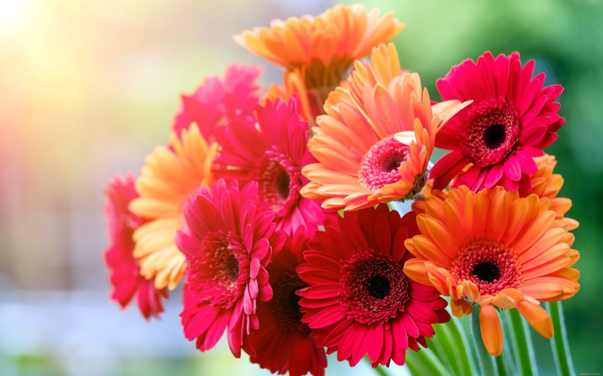 Герберы фото