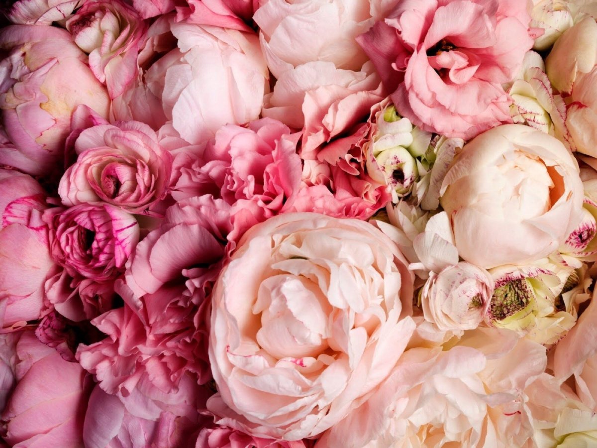 Пионовидные розы 4к