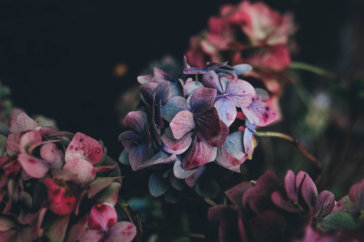 Темные цветы