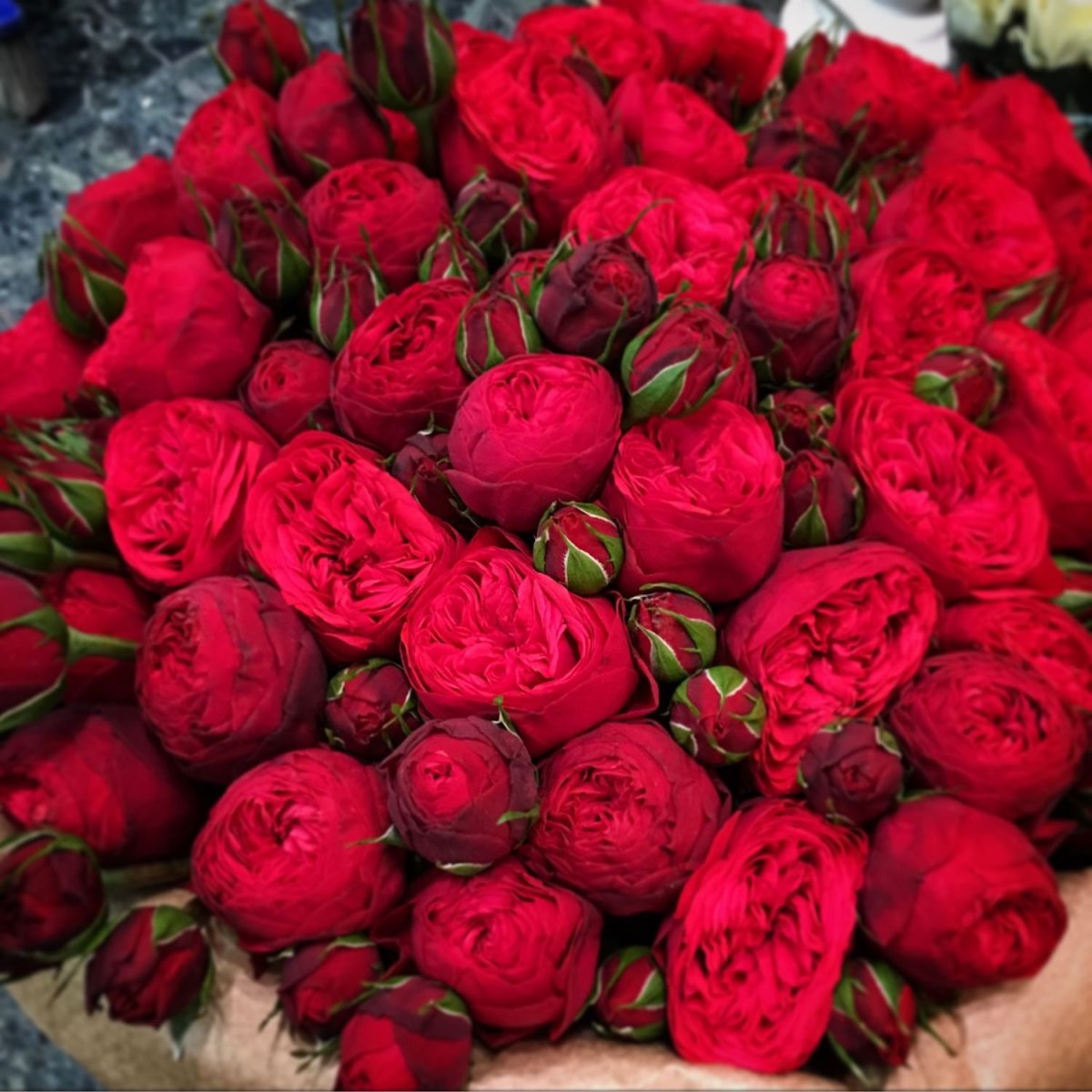 Роза Остина ред пиано (пионовидная)