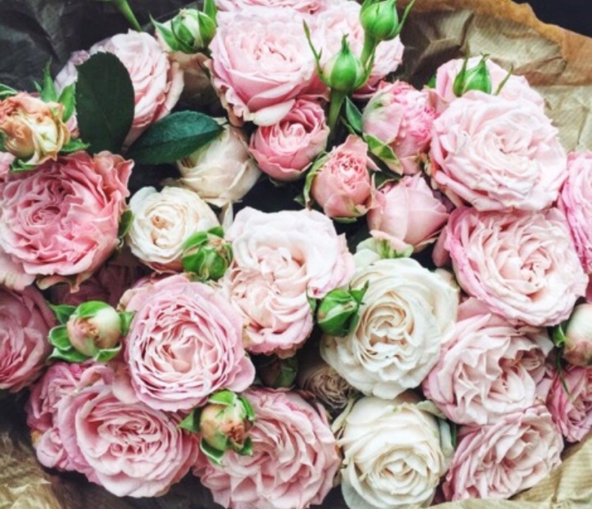 Роза Баттеркап пионовидная