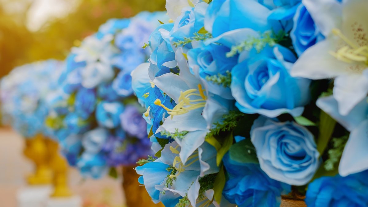 Бело голубые цветы