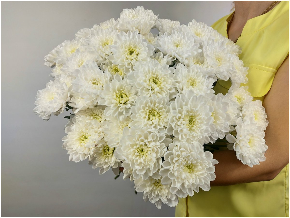 Хризантема Softone