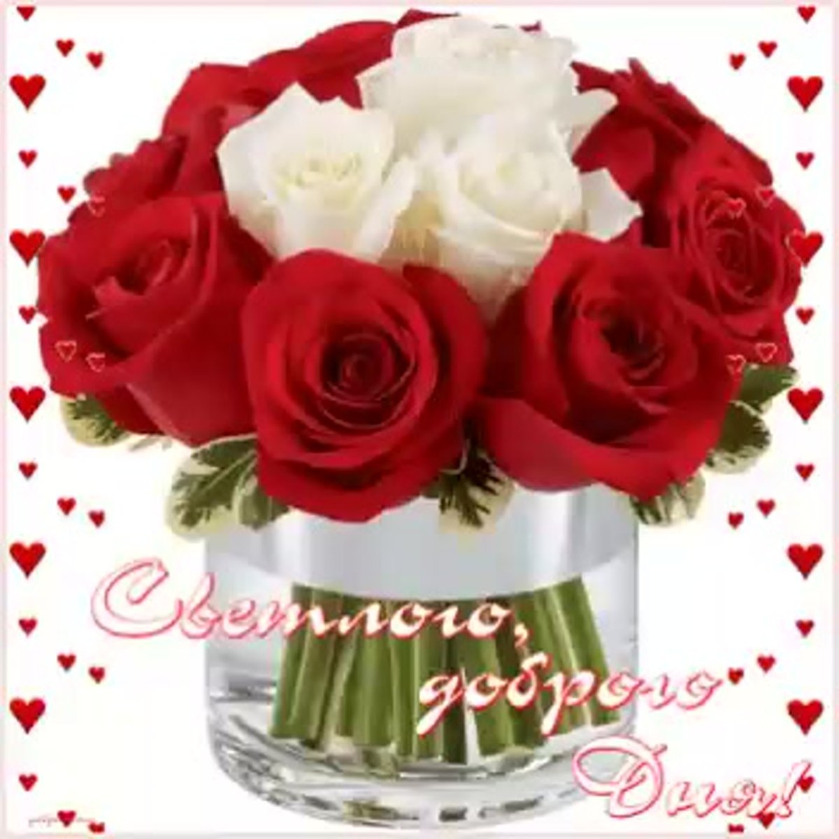 Доброго дня розы