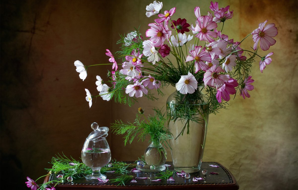 Фотонатюрморты с космеей