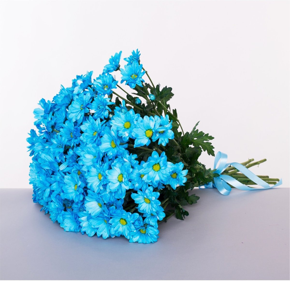 Хризантема кустовая синяя