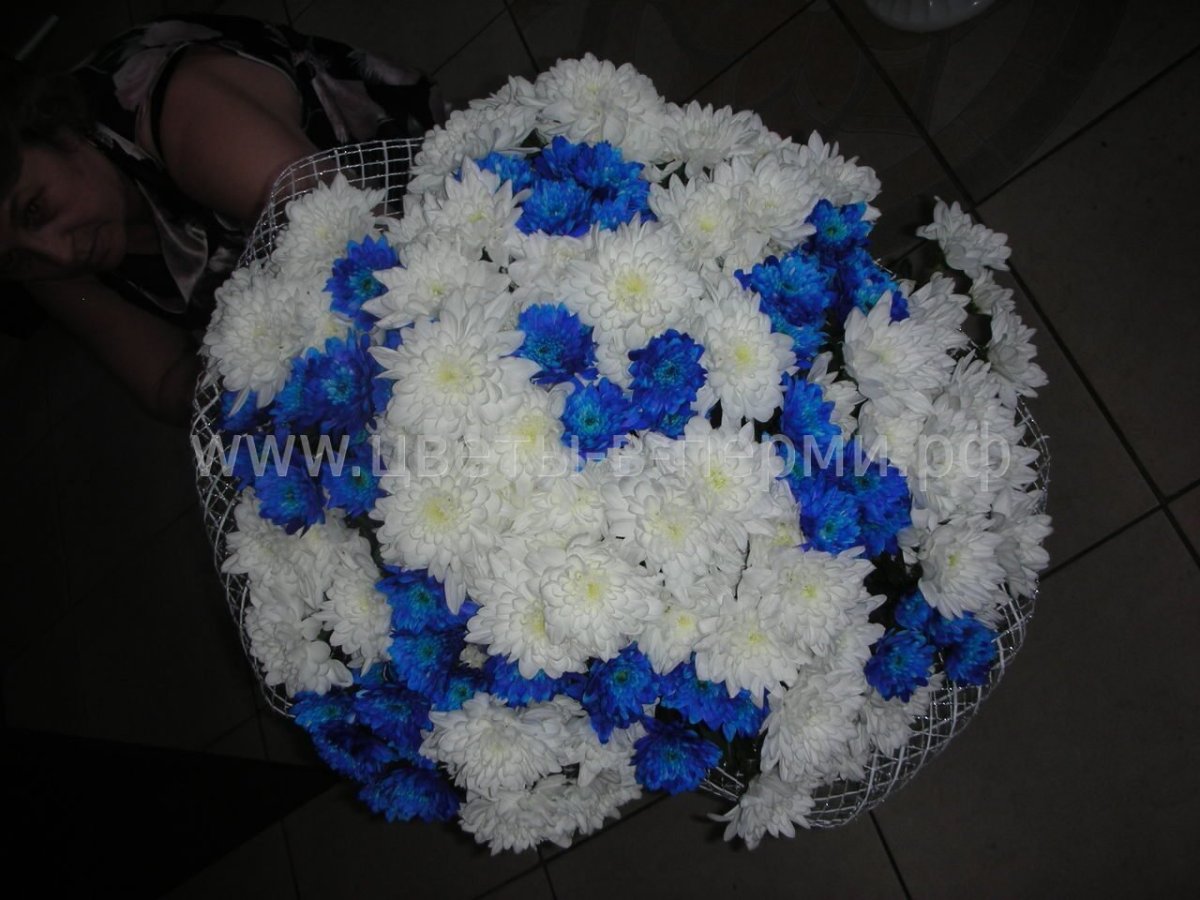 Букет из синих хризантем м214