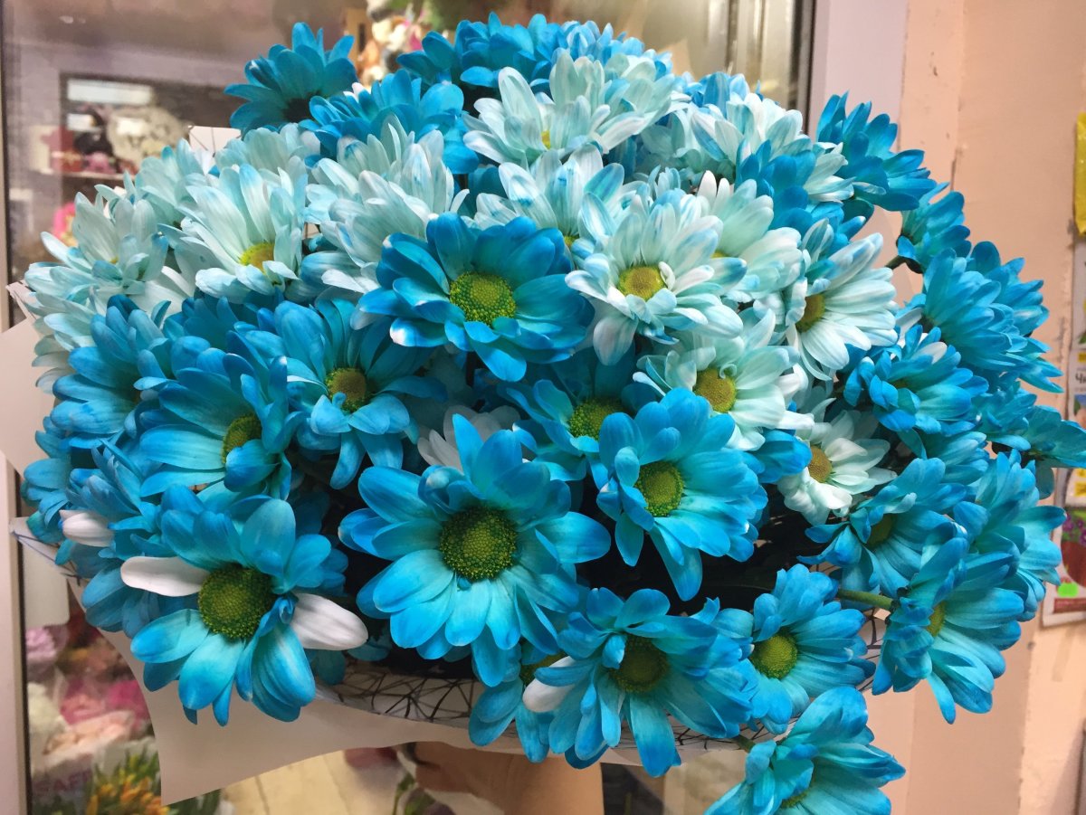 Букет из белых и голубых хризантем