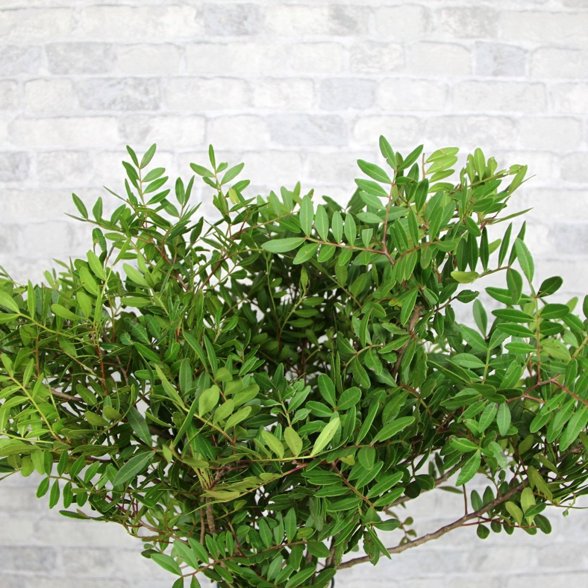 Писташ Лонг