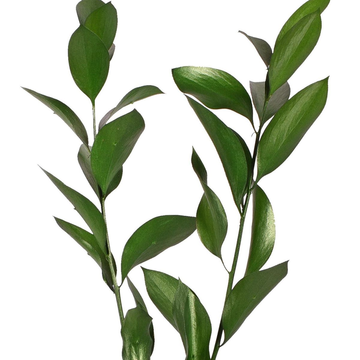 Рускус Эммер