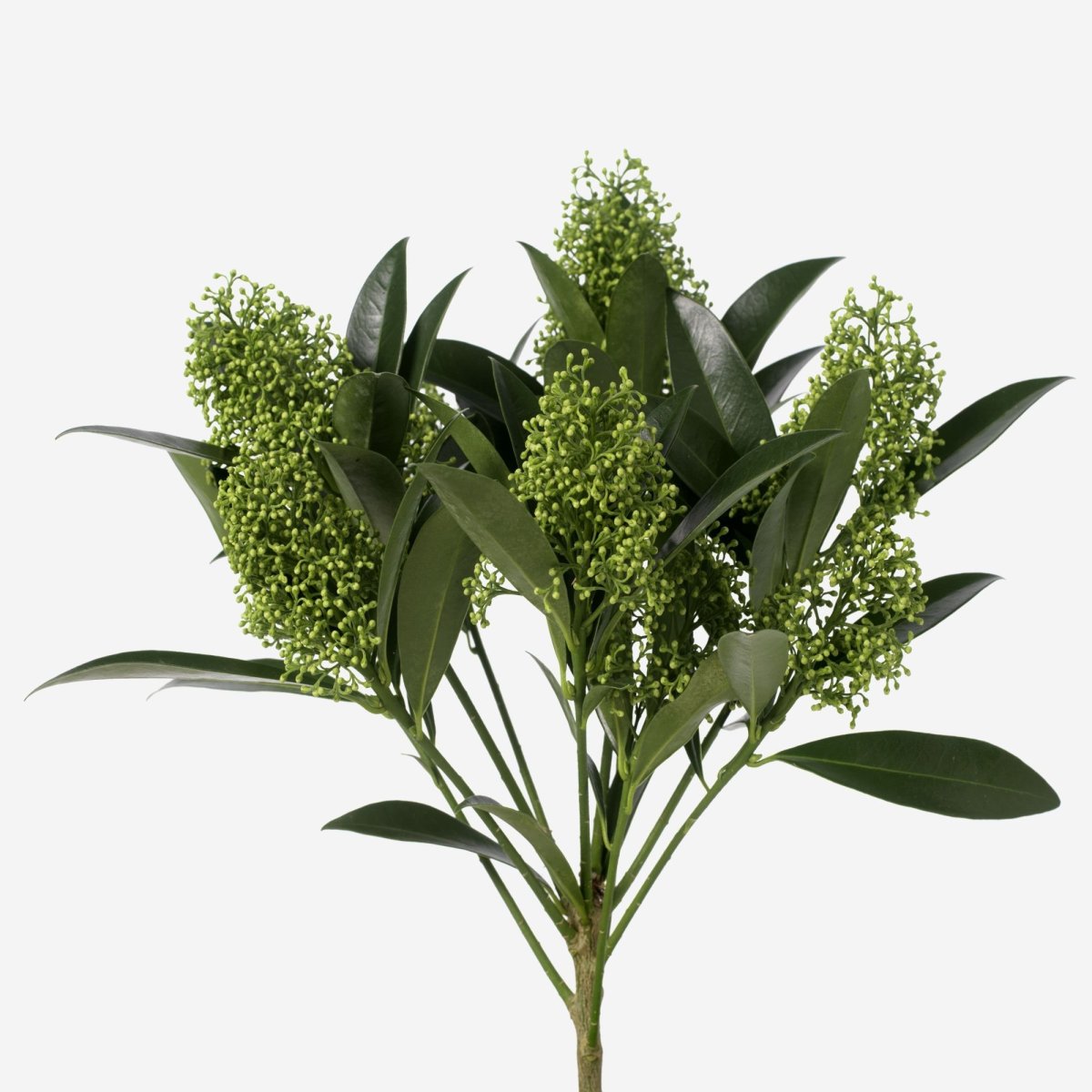 Скимия Грин