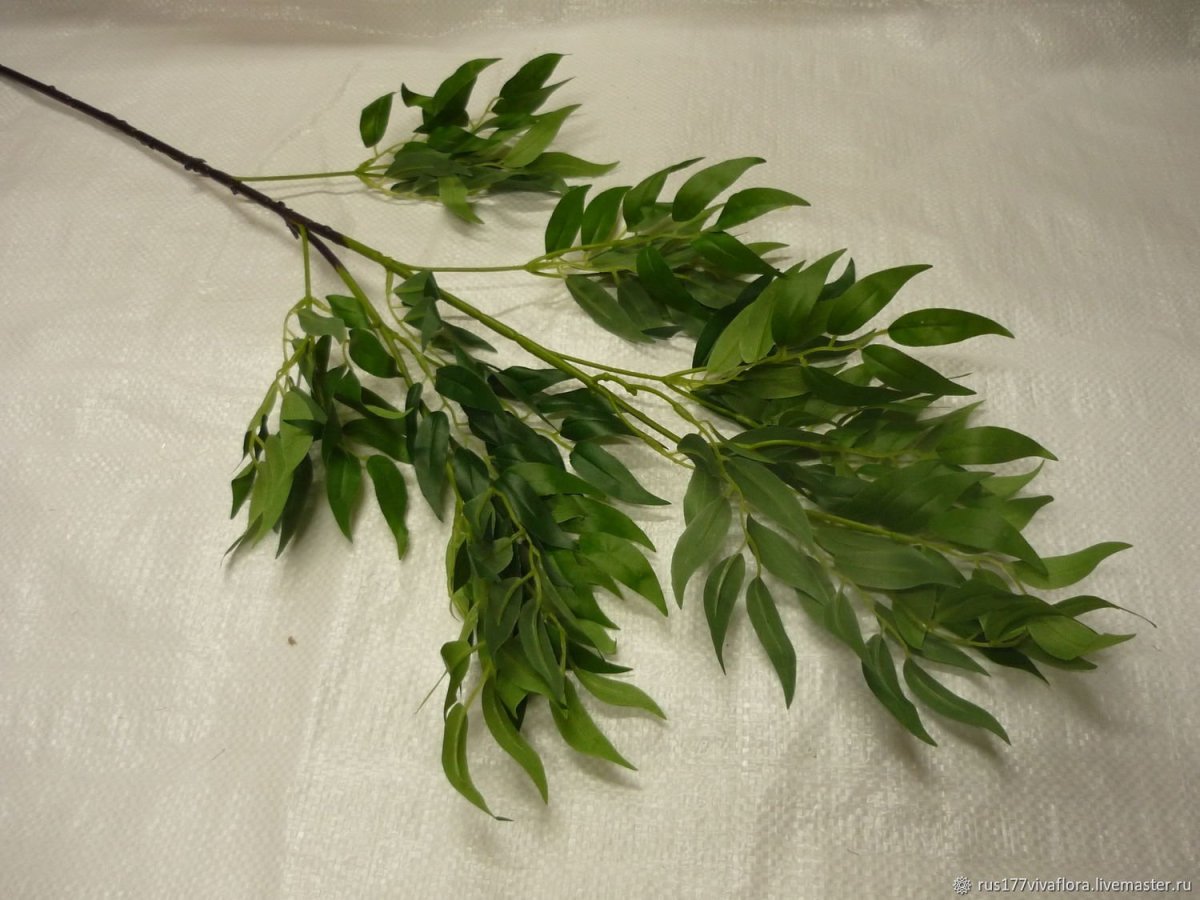 Веточка рускуса (8j-18b002)