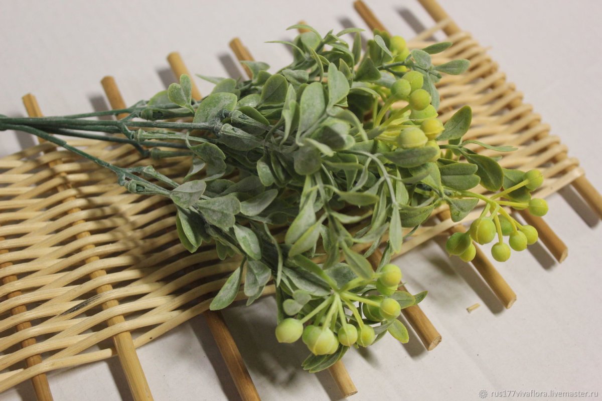 Зелень олива срезка