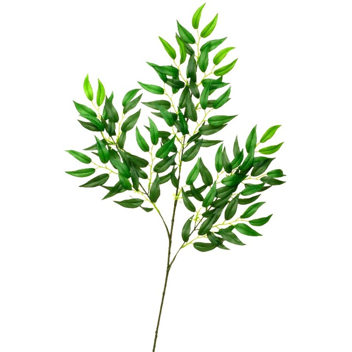 Рускус растение