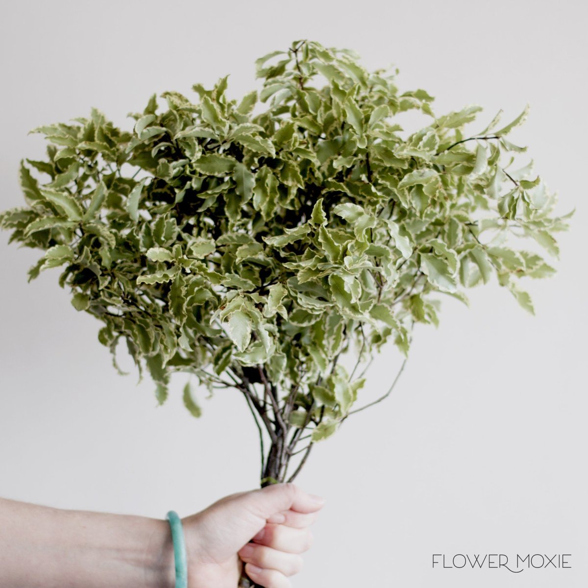 Питтоспорум Нигра Сноу