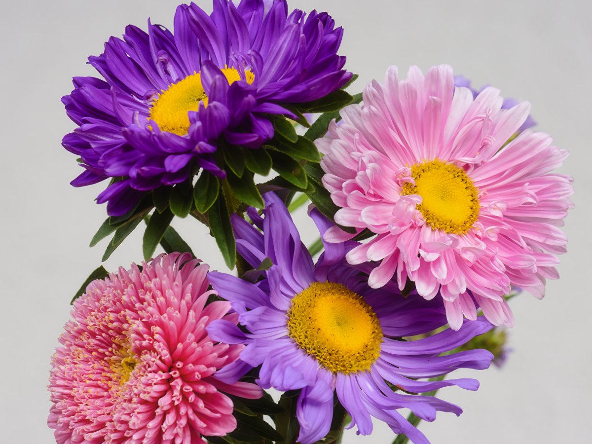 Букет астр разноцветных