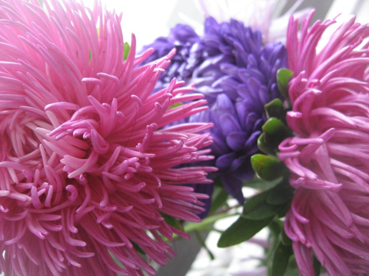 Астра Танечкин букет