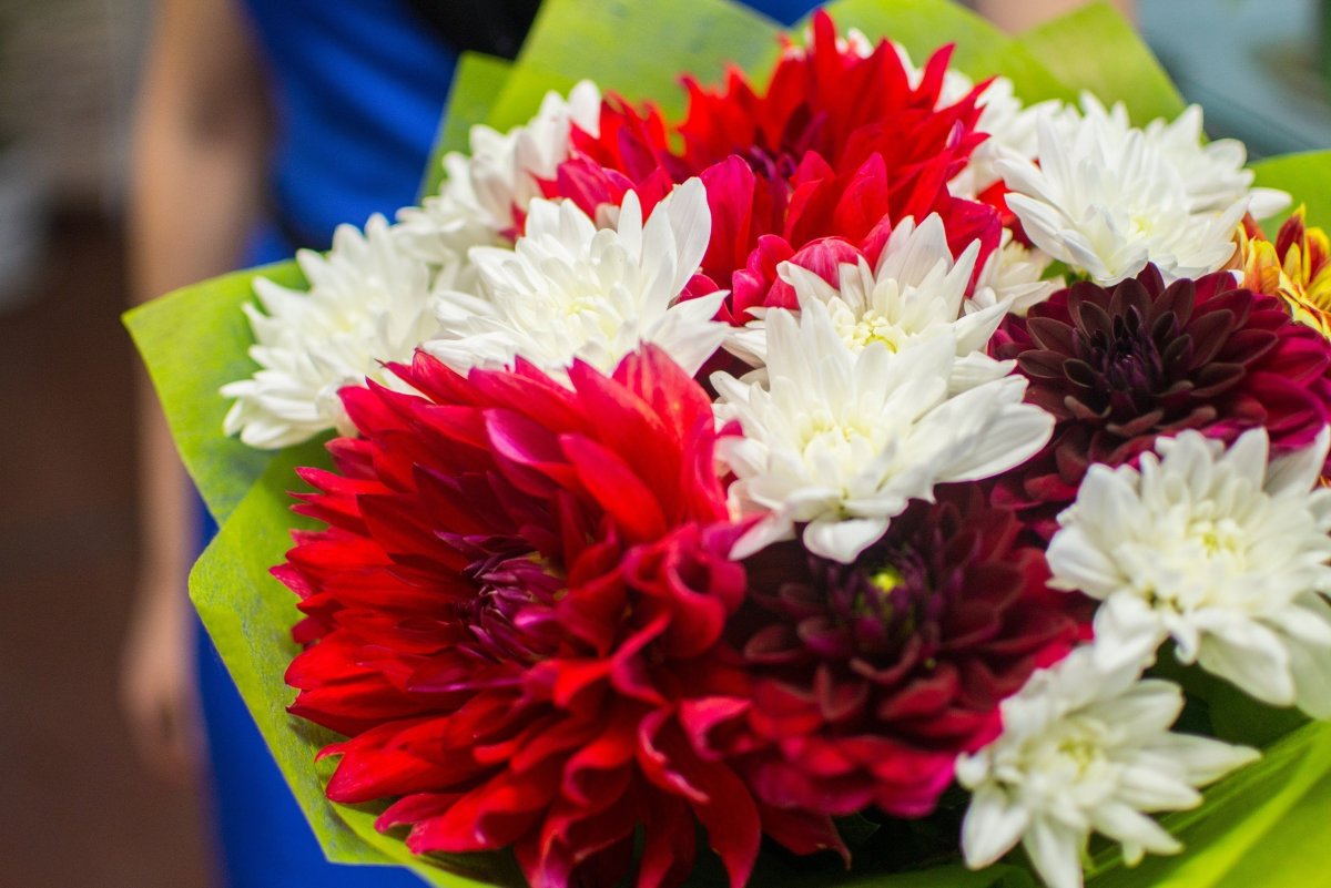 Георгины букет первоклассника