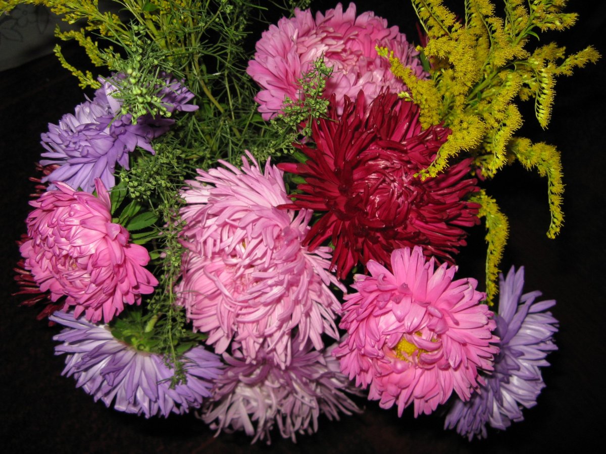 Астра Страусово перо смесь