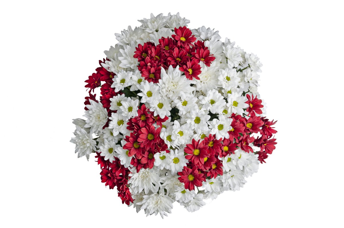 Хризантема бакарди красная