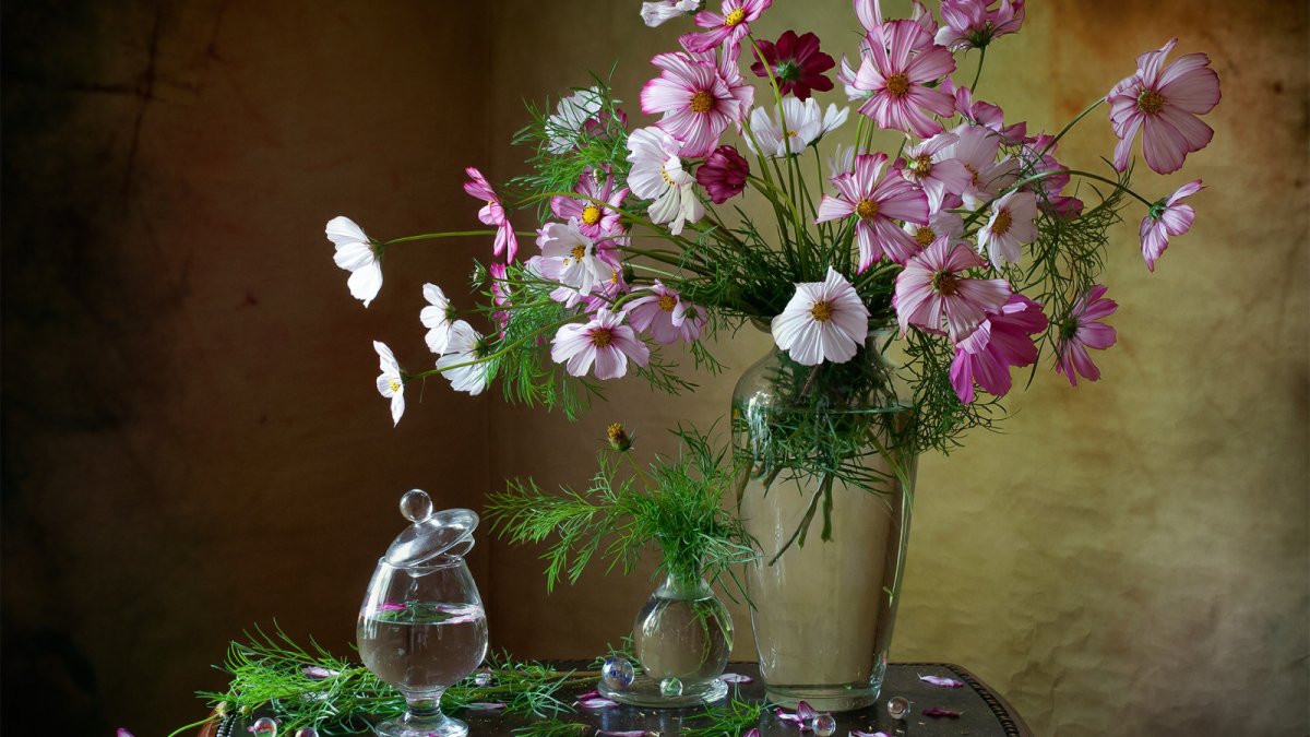 Фотонатюрморты с космеей