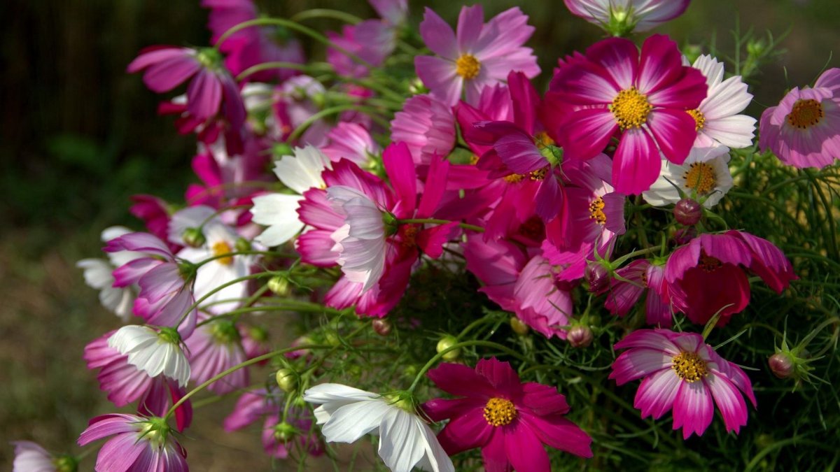 Космея Психея