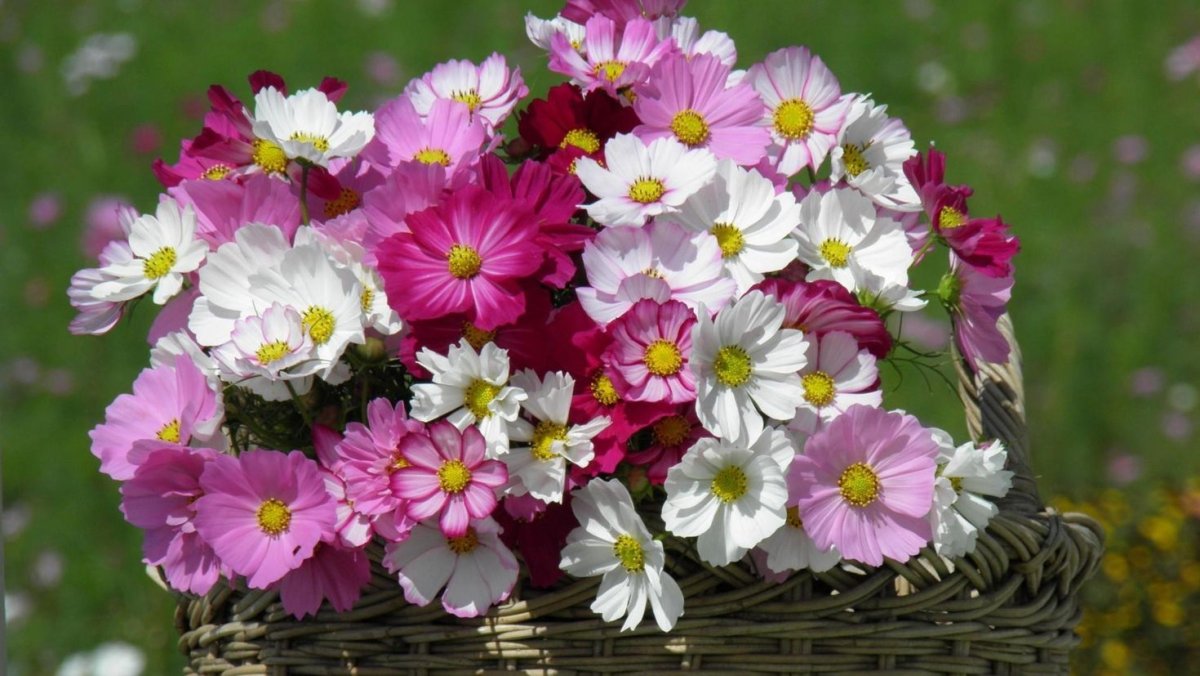 Космея рассада