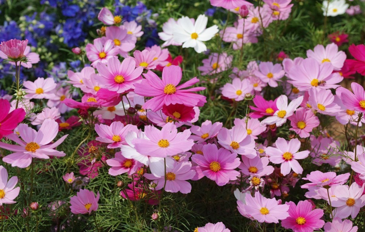 Космея дваждыперистая