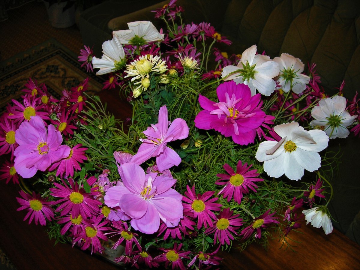 Космея полная чаша