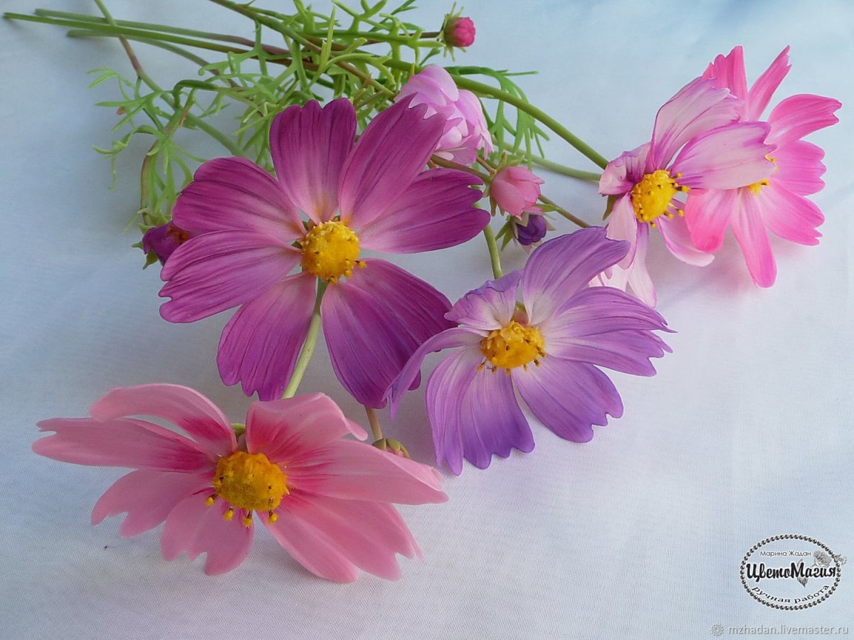 Космея цветок мечта