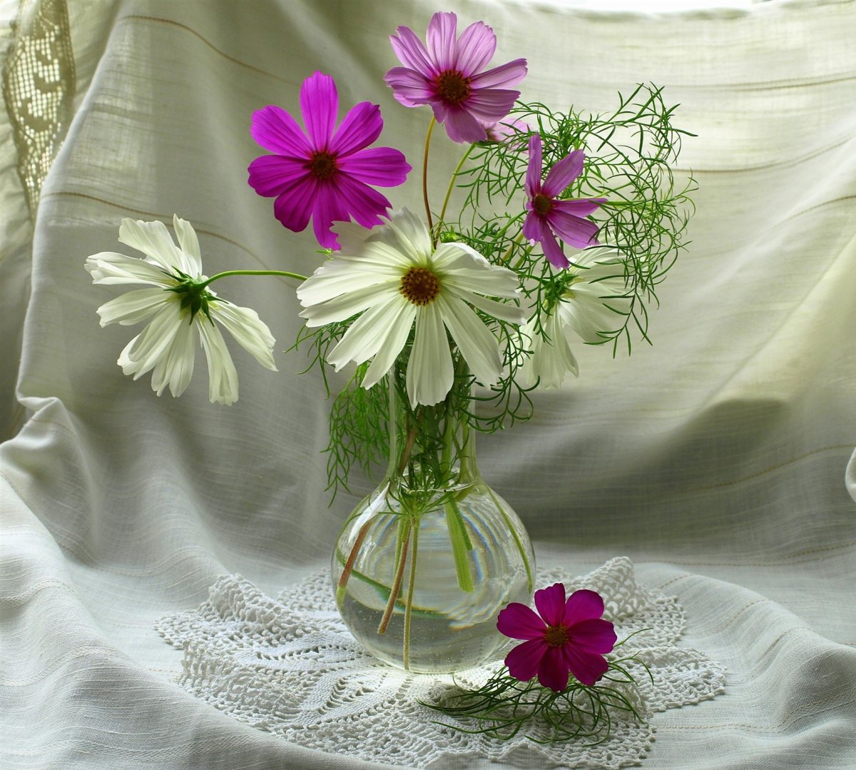 Цветы космеи в вазе