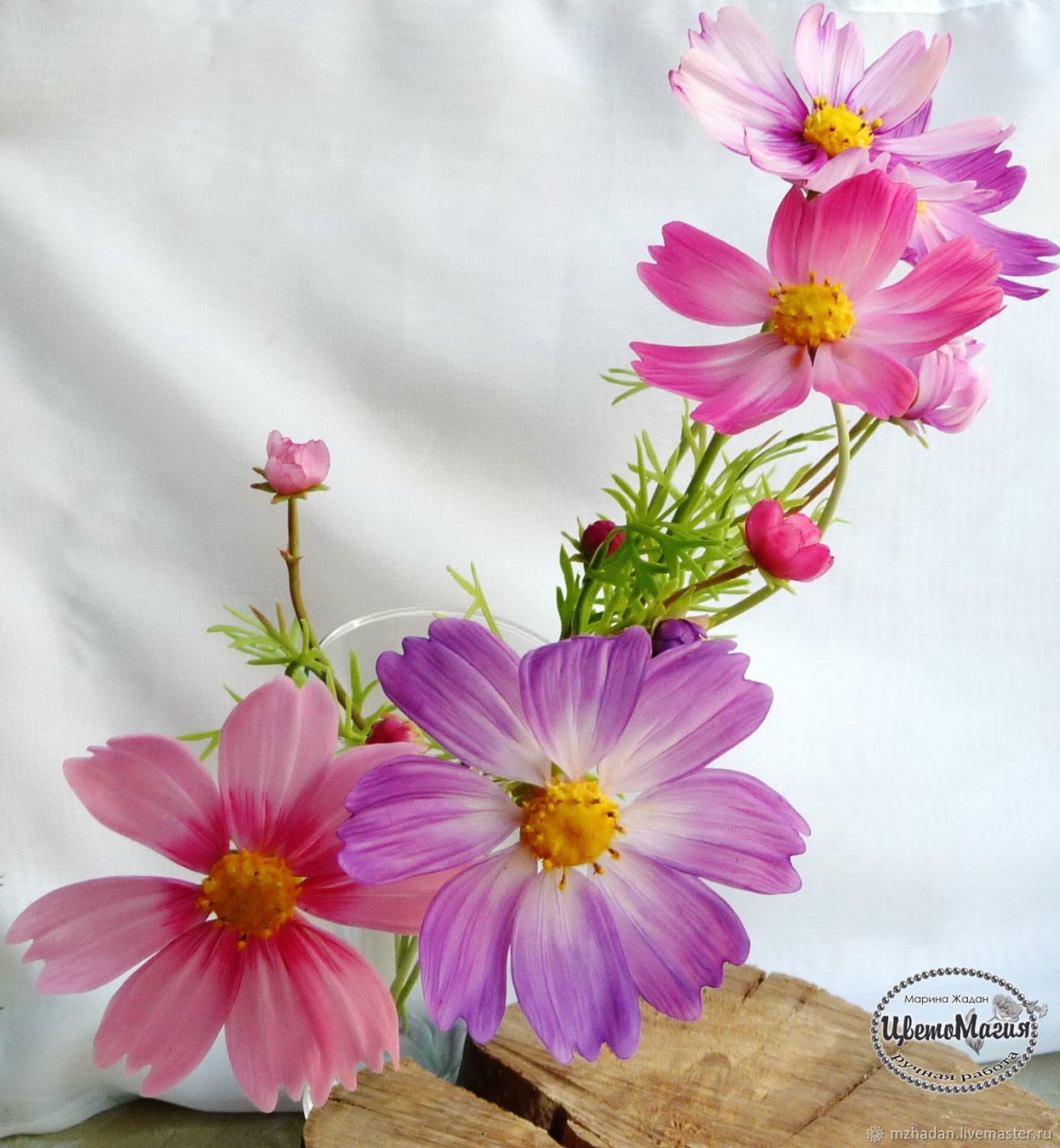 Китайские ромашки космея