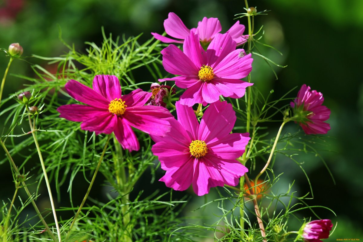 Космея однолетняя