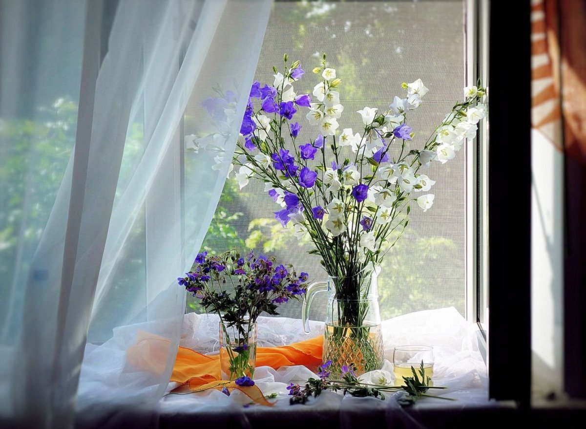 Цветы на окне