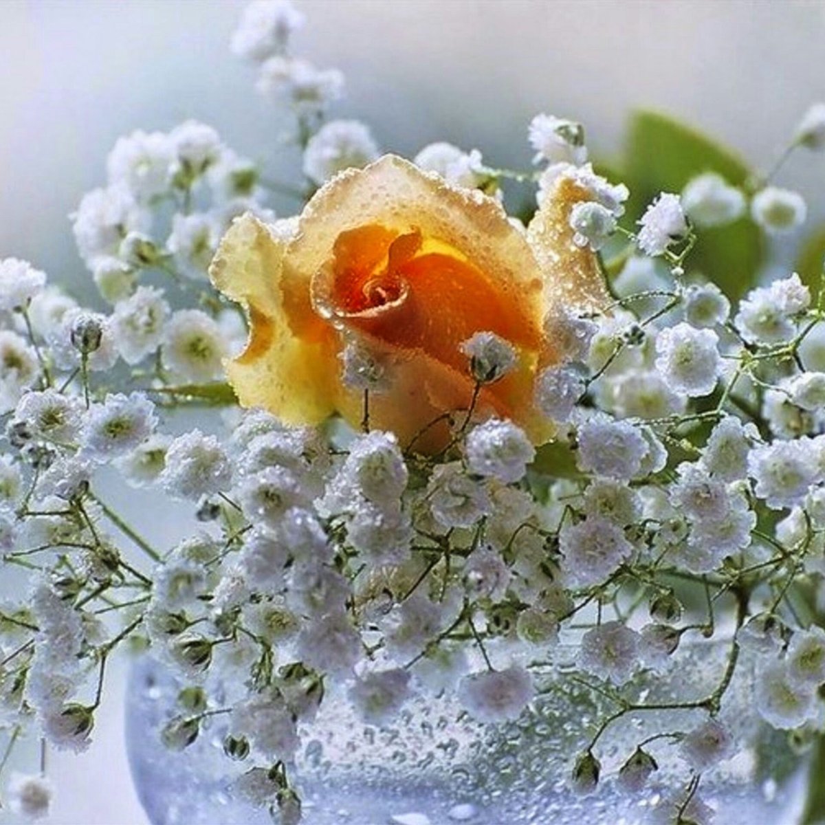 Весны прекрасные мгновения