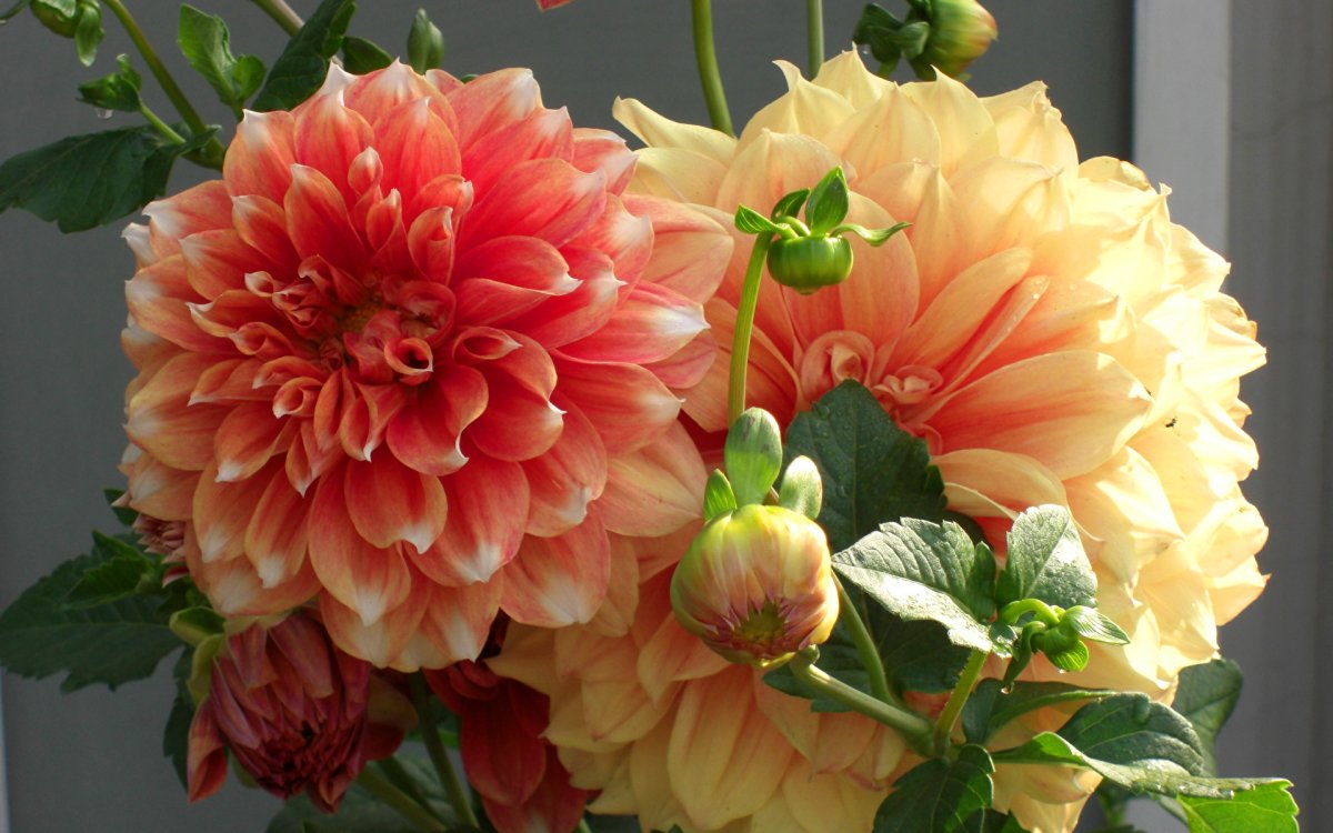 Роза георгина