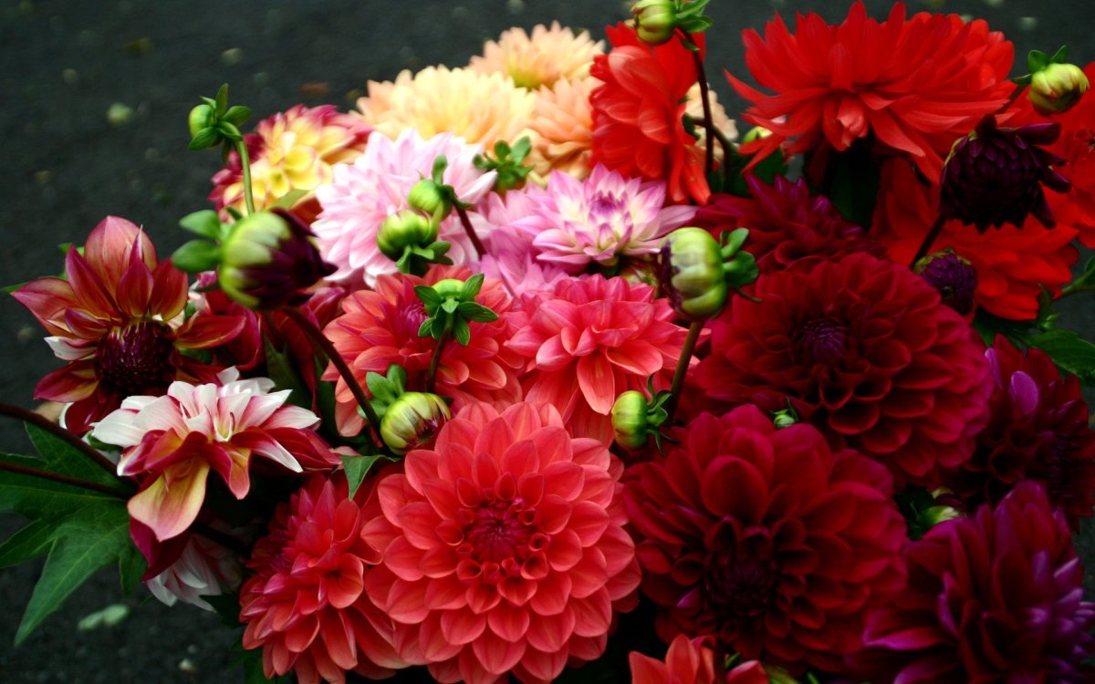 Осенние цветы астры гладиолусы георгины