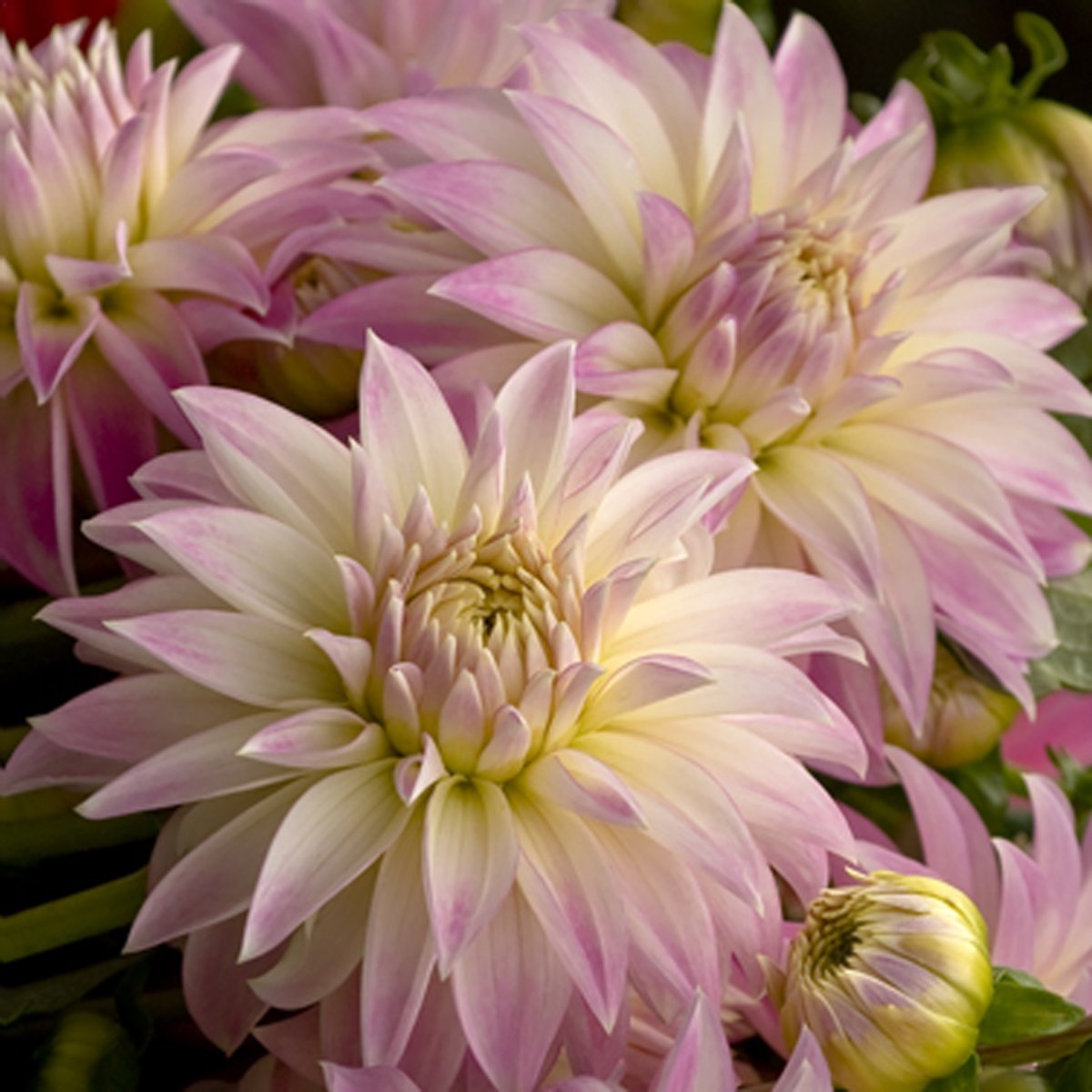 White Aster георгин