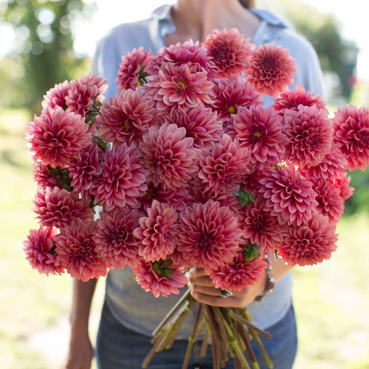 Георгина Mystique