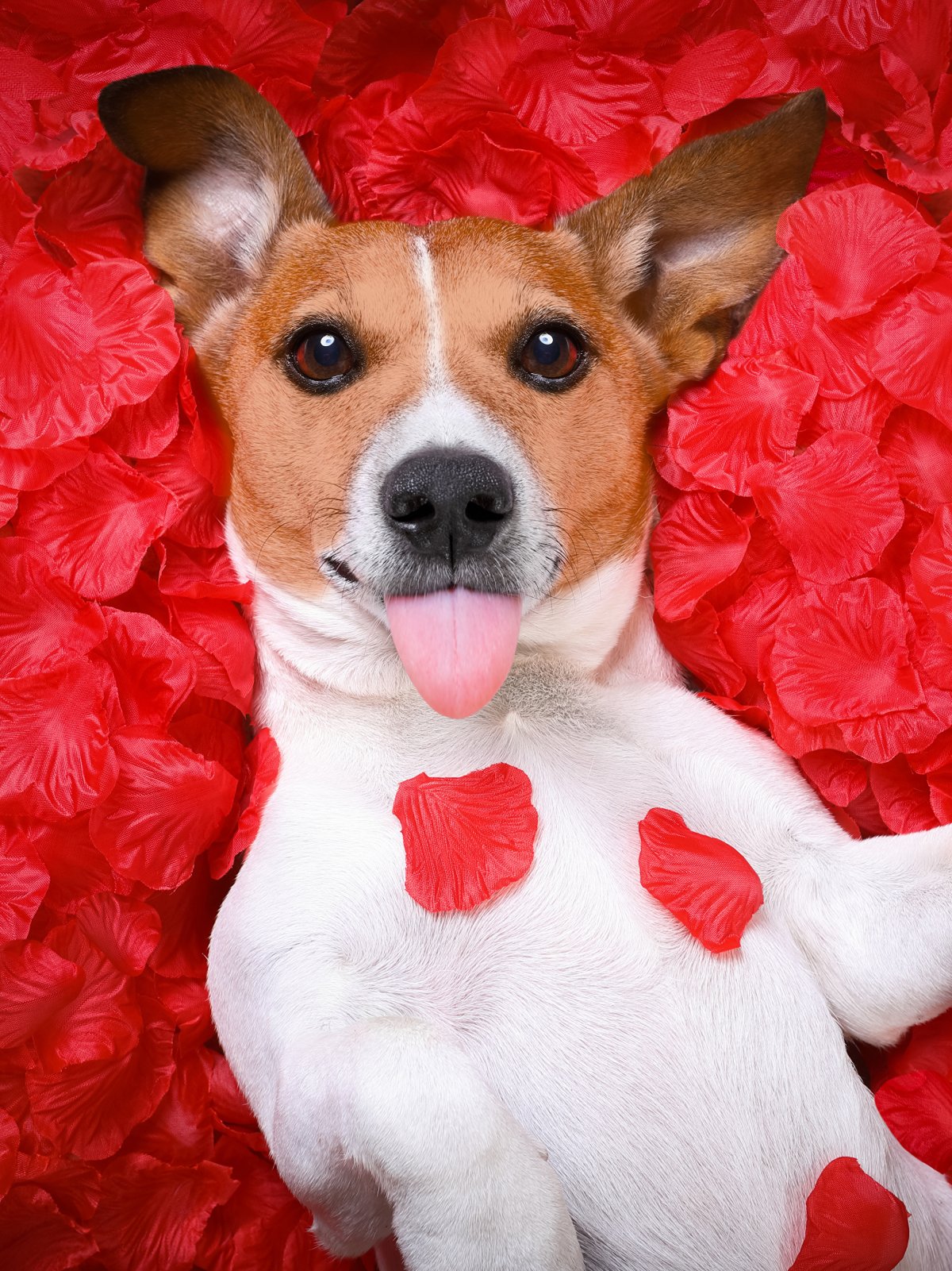 Пожелания девушке